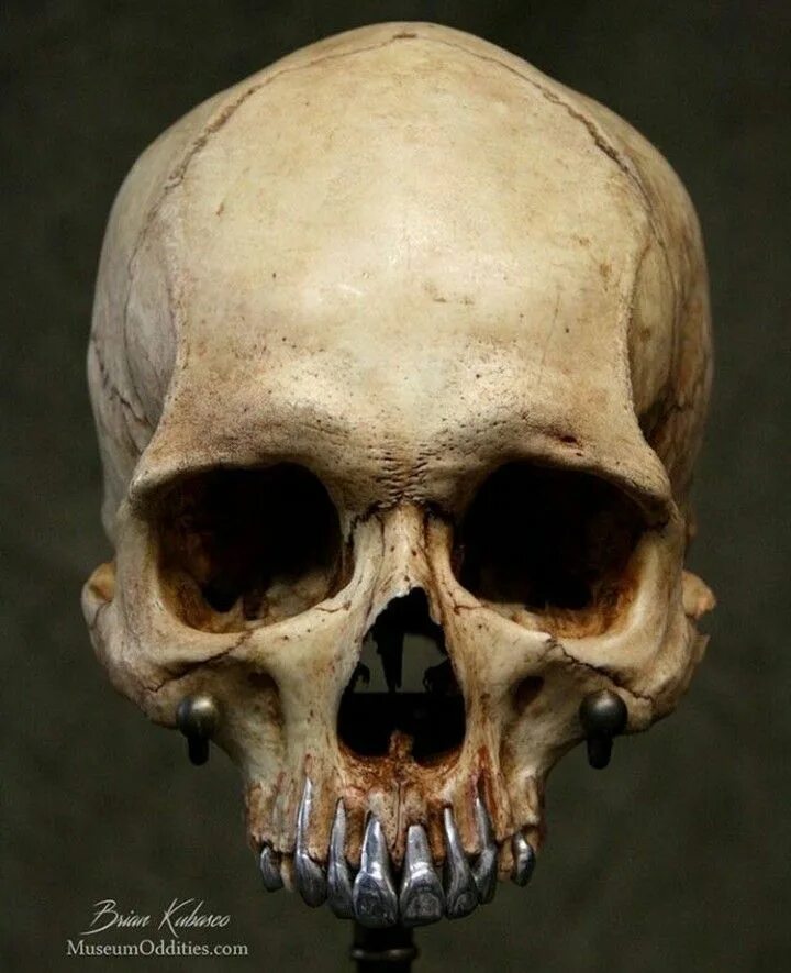 Покажи фото черепа арины Pin on SKULL LIFE Skull, Real human skull, Skull reference