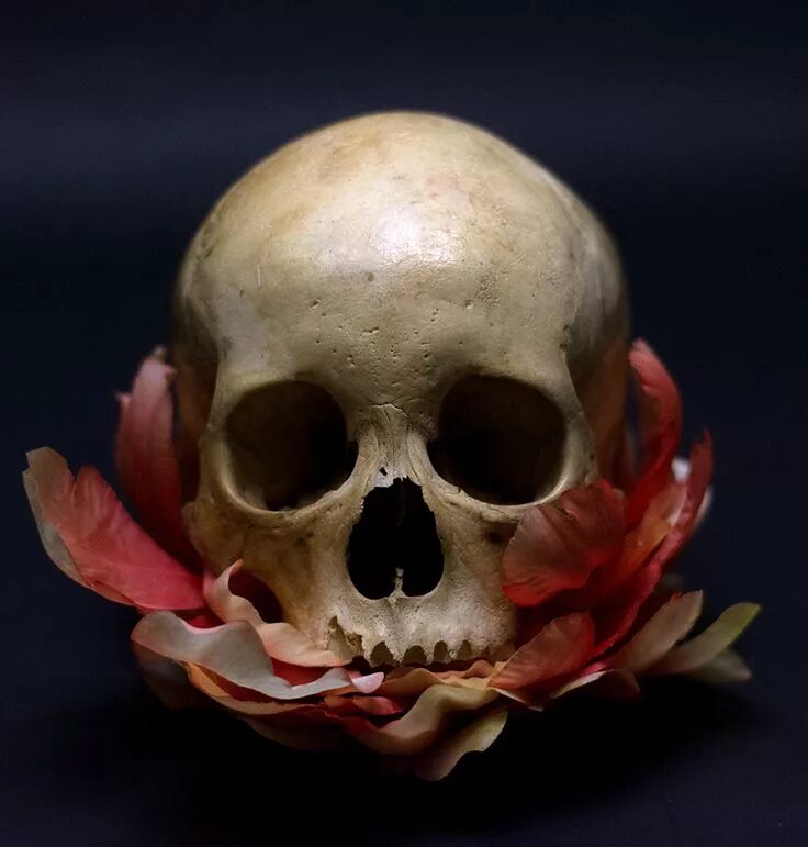 Покажи фото черепа арины Resultado de imagen para skulls reference Skull illustration, Skull, Flower skul