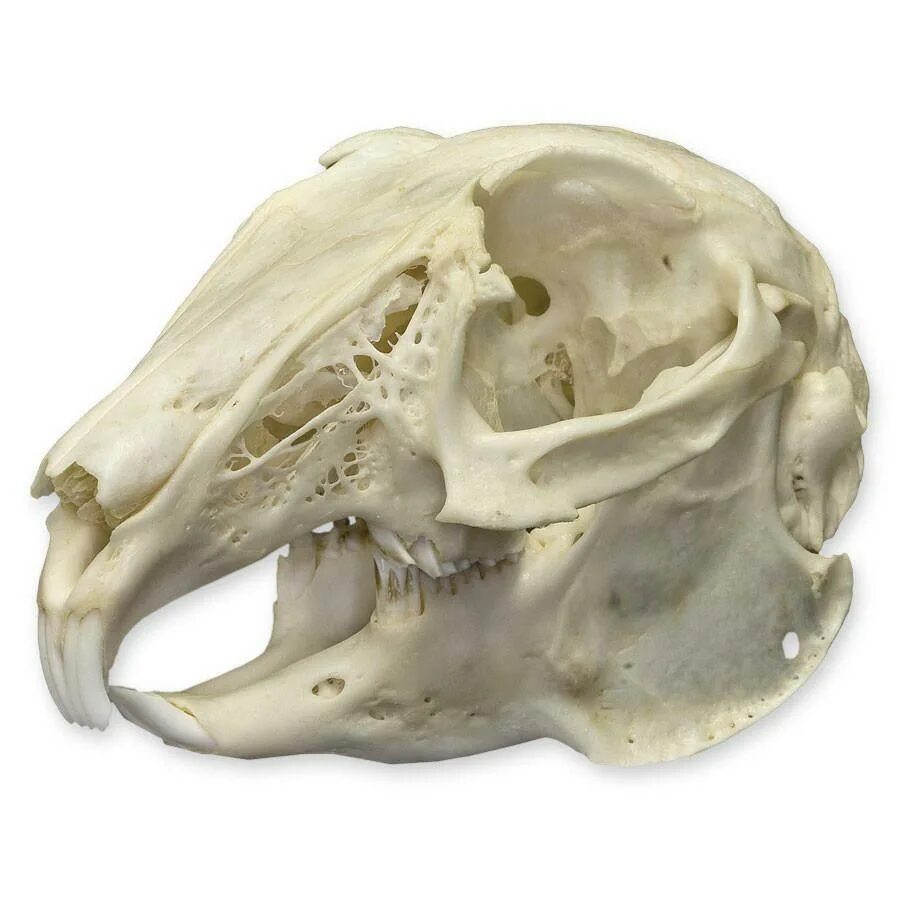 Покажи фото черепа кролика Real Cottontail Rabbit Skull eBay