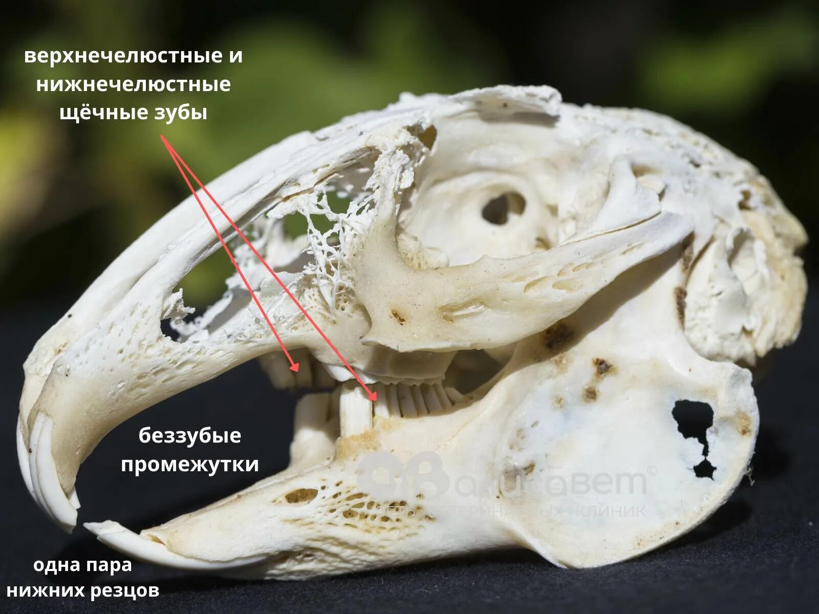 Покажи фото черепа кролика Зубы кролика декоративного - особенности и возможные проблемы