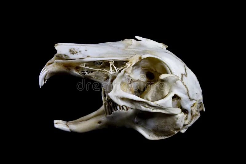 Покажи фото черепа кролика Rabbit Skull on Black Background Stock Photo - Image of nature, bunny: 71562206