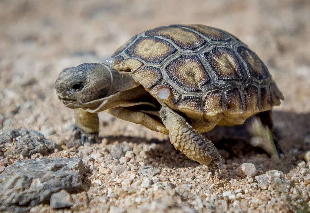 Покажи фото черепах Two 50-year-old desert tortoises need a new home - East Bay Times