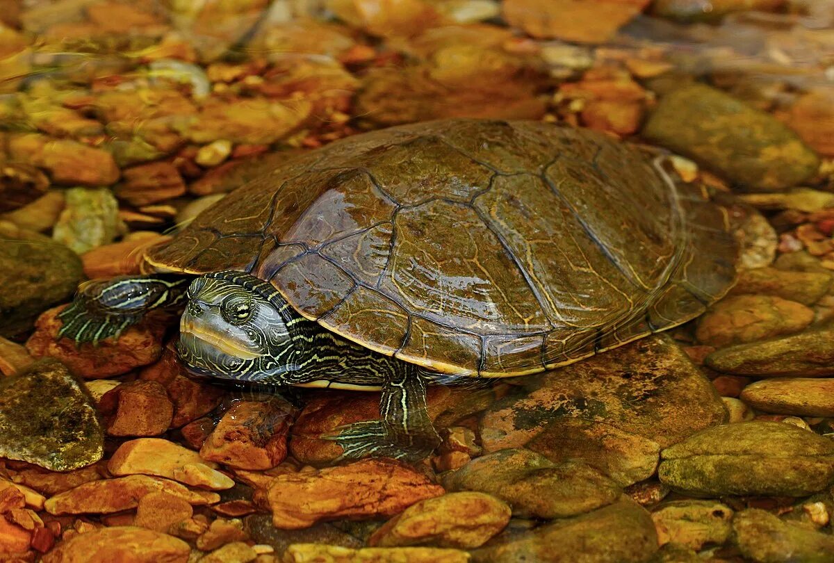 Покажи фото черепах File:Common Map Turtle (Graptemys geographica) (36510522160).jpg - Wikipedia