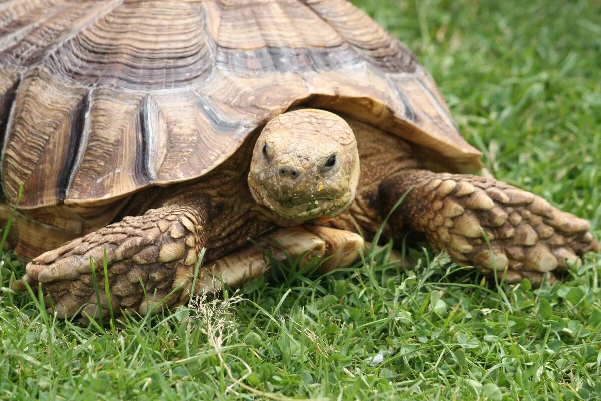 Покажи фото черепах Free Images : nature, wildlife, turtle, reptile, fauna, head, tortoise, vertebra