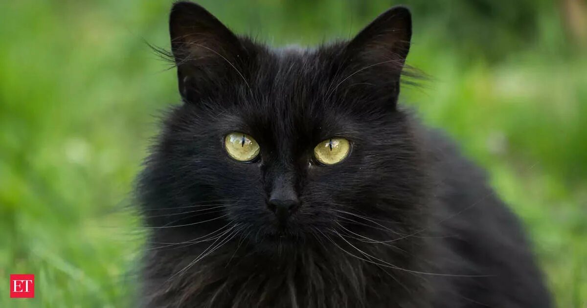 Покажи фото черного кота National Black Cat Day 2022: National Black Cat Day: See why US celebrates this 