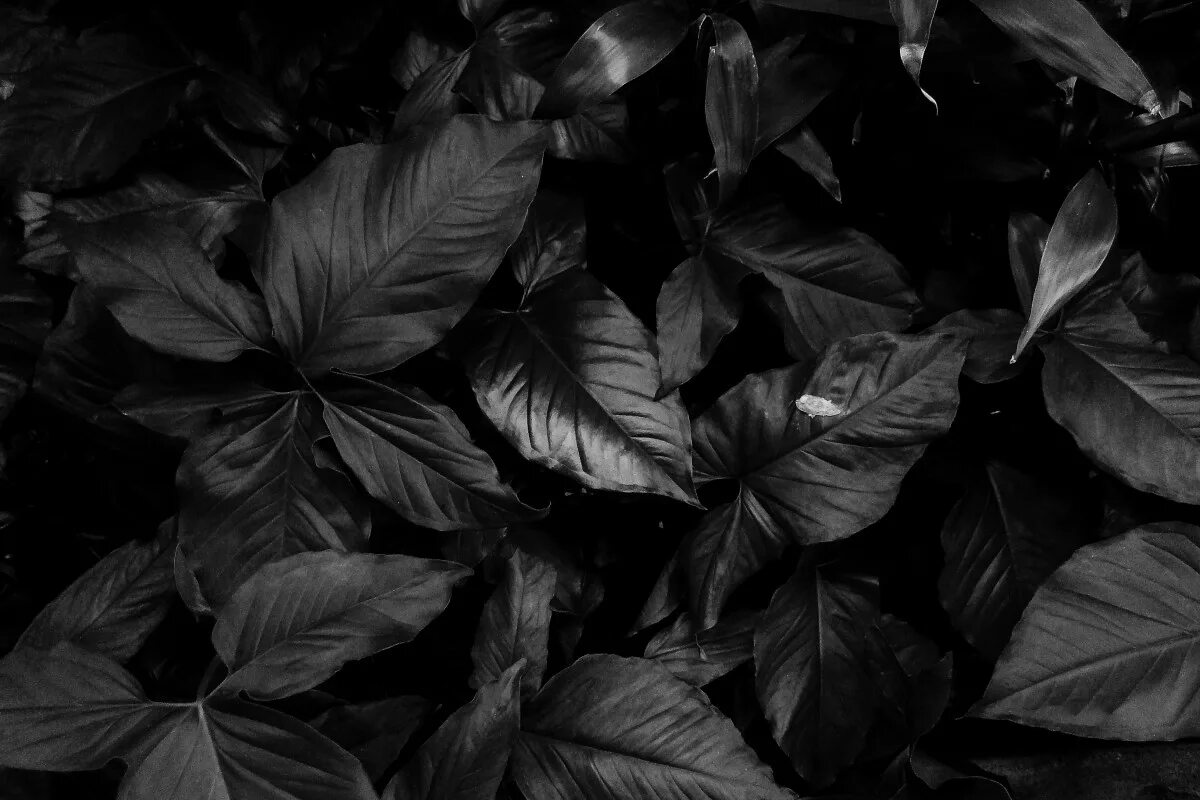 Покажи фото черного цвета Free Images : leaf, black and white, monochrome photography, flower, still life 