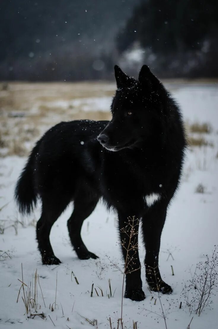 Покажи фото черного волка Cuddle with wolves Chien loup, Animaux les plus mignons, Loup noir