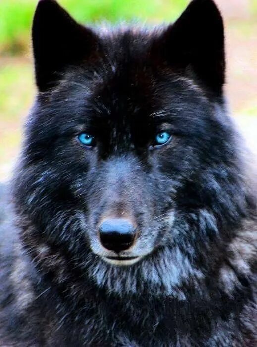 Покажи фото черного волка Pin by Derwin Fredrick Halvorson, Jr on Animal Faces Wolf with blue eyes, Wolf d