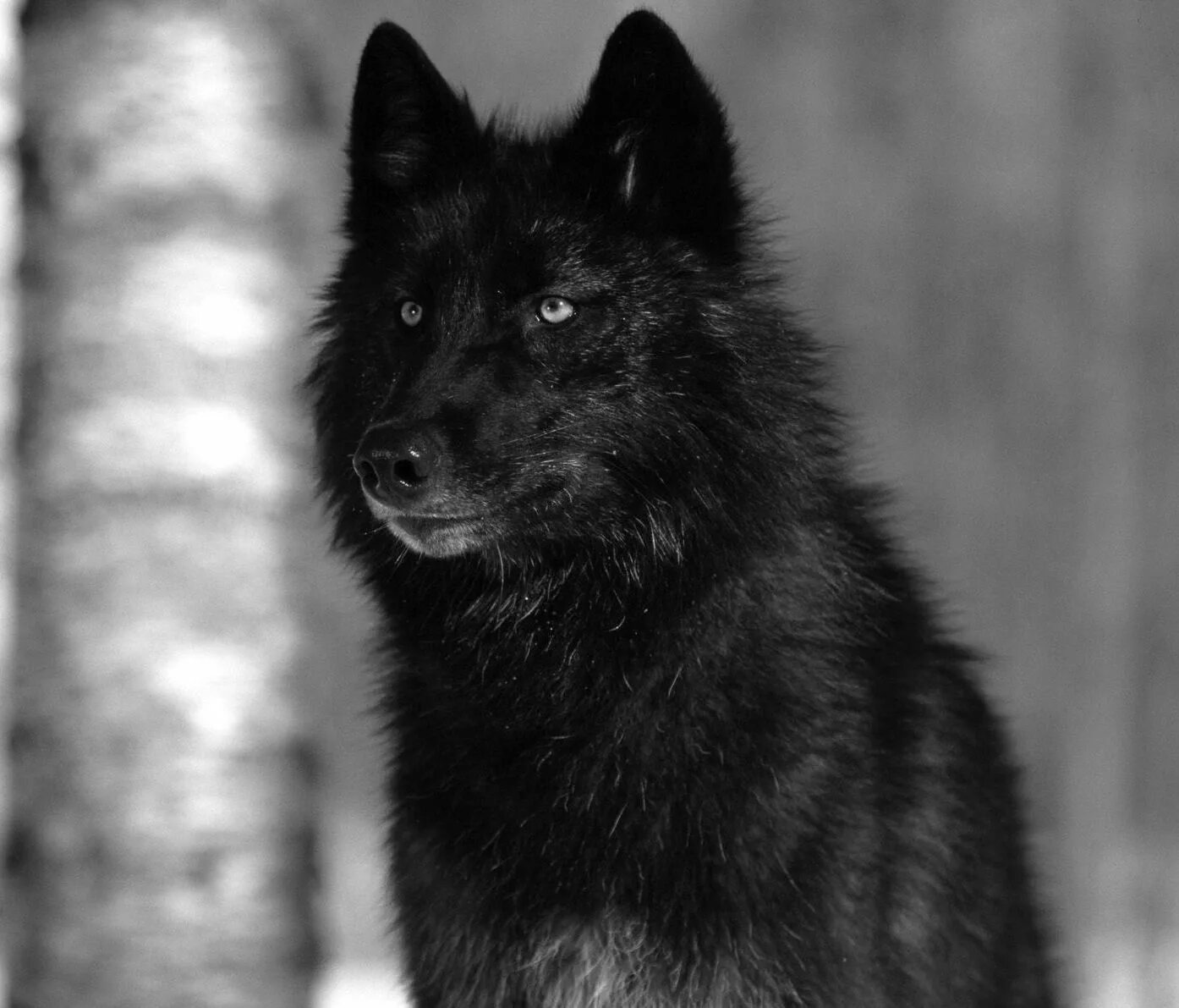 Покажи фото черного волка Black Wolf Wolf dog, Black wolf, Black husky