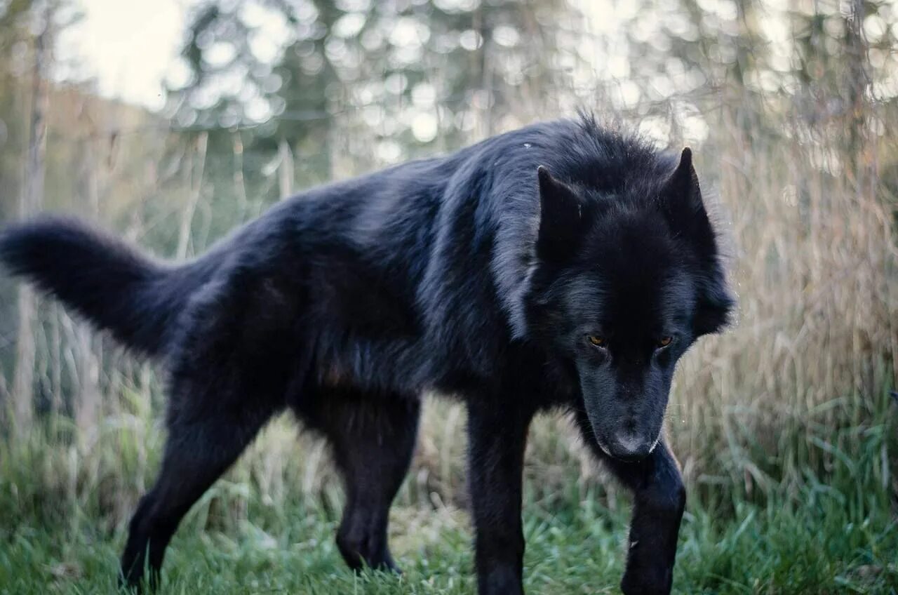 Покажи фото черного волка big dog catalog Big dog breeds, Big dogs, Wolf dog