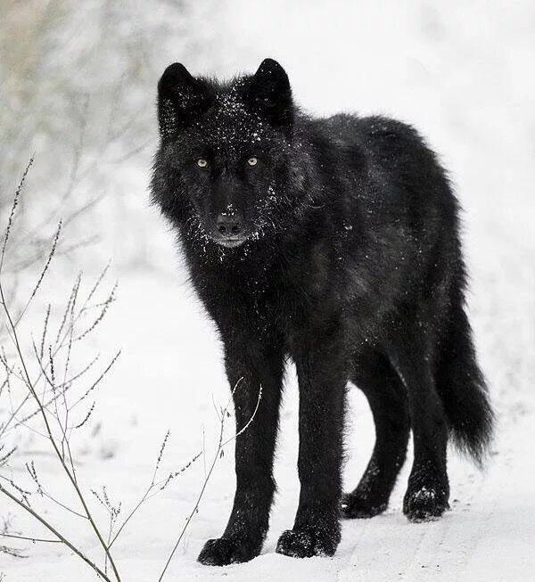 Покажи фото черного волка Pin by D. Marshall on Wolves & wolf Art Wolf dog, Black wolf, Animals wild