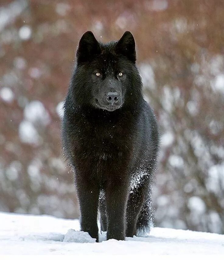 Покажи фото черного волка Pin by Cyndy-Lou Hancock on Animals - Dogs: Wolf Wolf dog, Wolf spirit animal, W