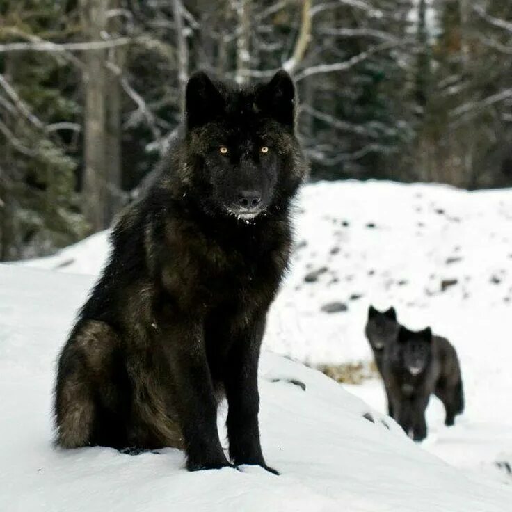 Покажи фото черного волка Pin by Magdalena Duran on Wolves and Foxes Wolf dog, Black wolf, Animals wild