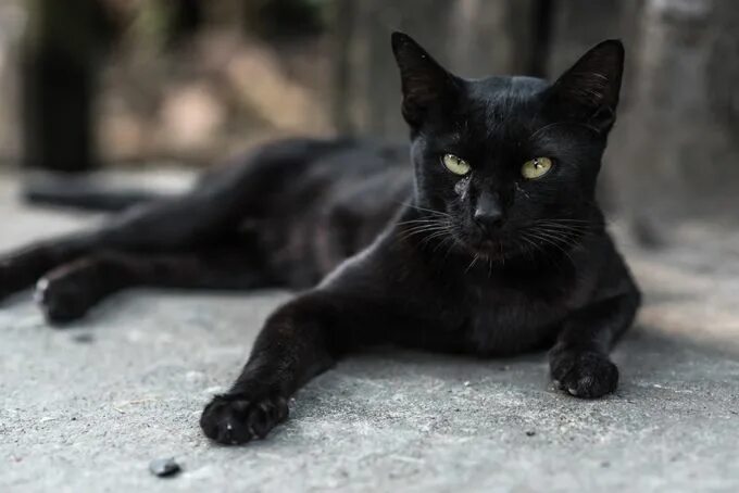 Покажи фото черной кошки 39 Of The Best Names For Black Cats PICTURES - CatTime Black cat pictures, Names