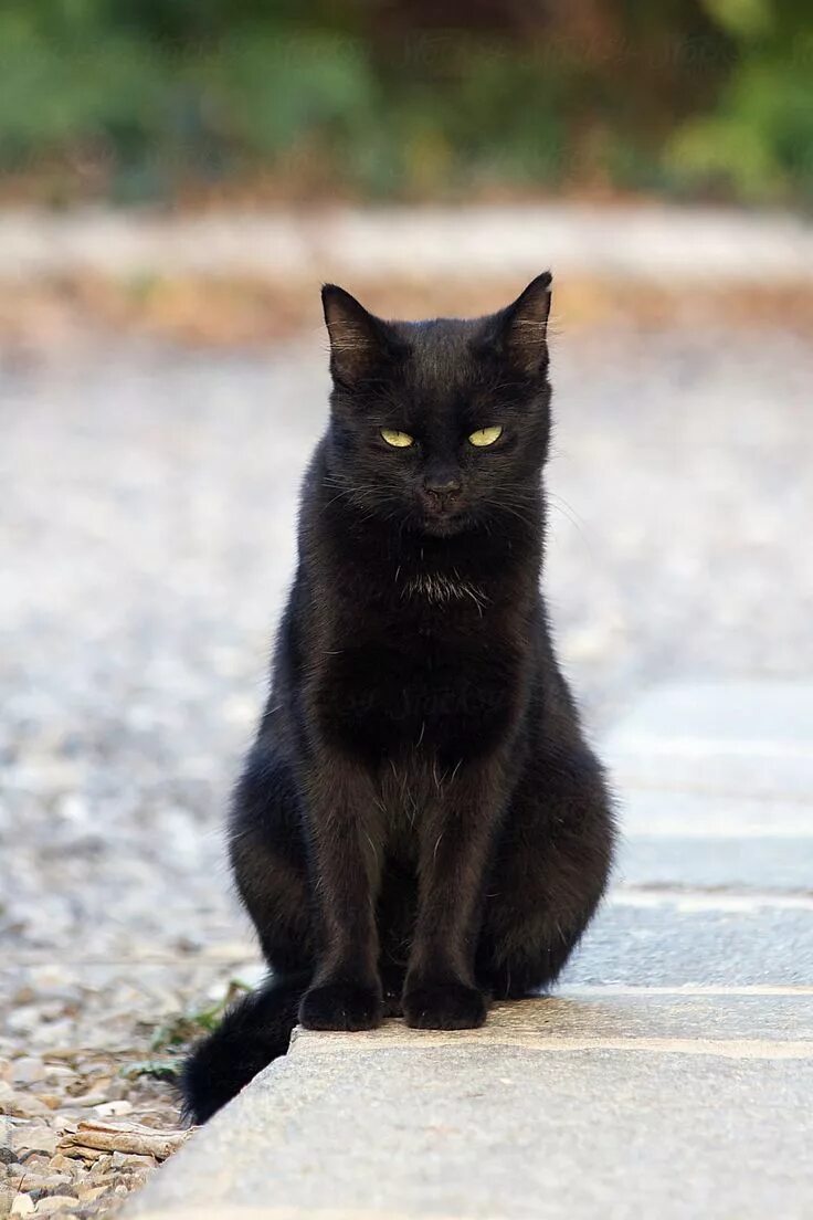 Покажи фото черной кошки "Beautiful Black Cat Sits In Bright Garden And Looks At The Camera With Serious 