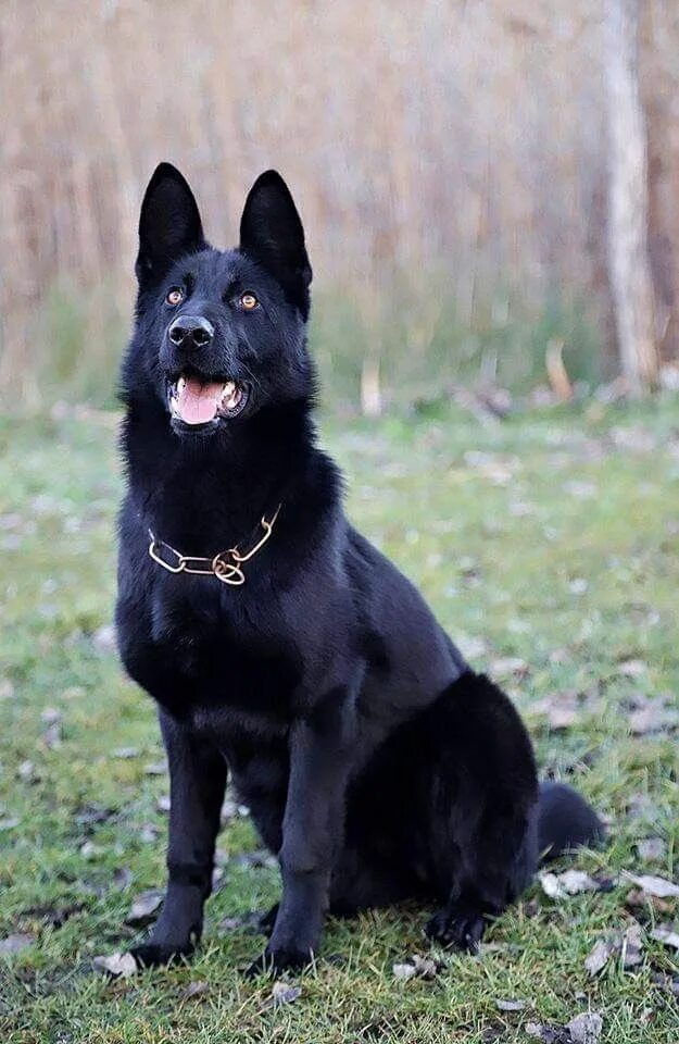 Покажи фото черной немецкой овчарки Black Gsd Dogs에 있는 핀 저먼 셰퍼드, 강아지, 동물