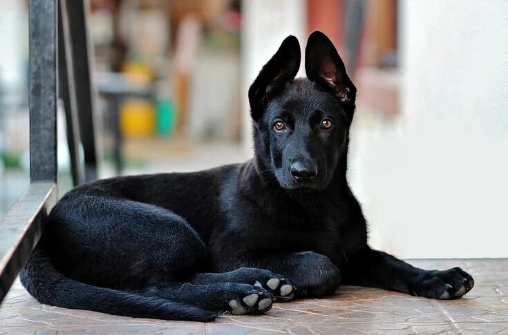 Покажи фото черной немецкой овчарки Black German Shepherd Puppy Dog - Free photo on Pixabay Hundewelpen, Haushund, S