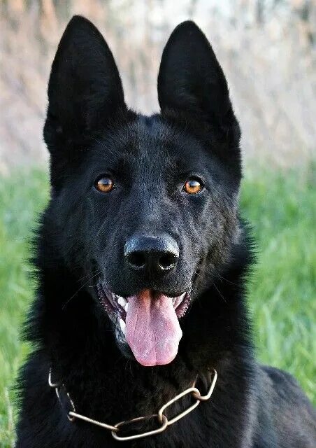 Покажи фото черной немецкой овчарки черная овчарка собака Papel pintado de perro, Perros pastor alemán, Perros negro