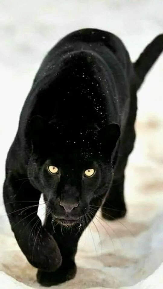 Покажи фото черных Black Panther Animal Hd Wallpaper Luxury Black Panther Wallpaper Collectie Look 