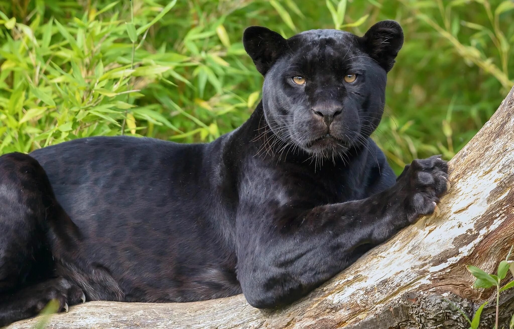 Покажи фото черных black jaguar photo - Google Search Jaguar animal, Black jaguar animal, Black jag