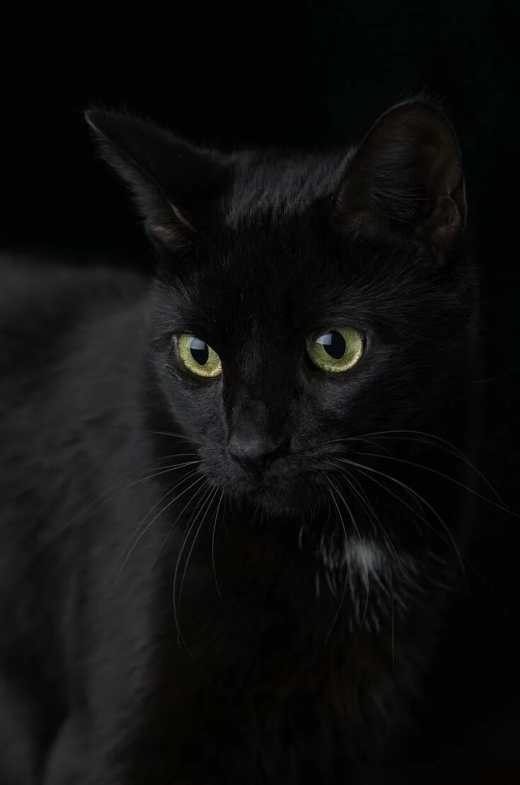 Покажи фото черных кошек Penelope Black cats rock, Black cat pictures, Cute black cats