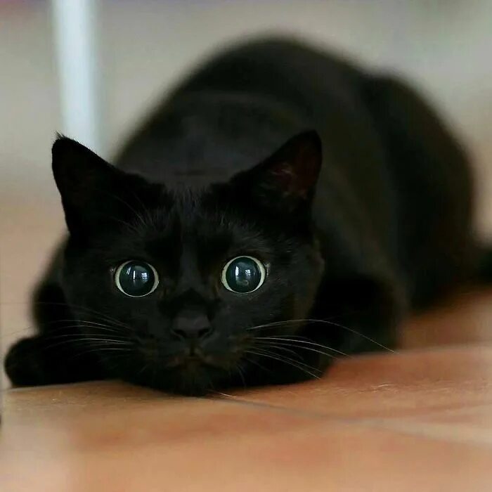 Покажи фото черных котов 40 Wholesome Pics Of Black Cats To Show They Have Nothing To Do With Bad Luck Cu