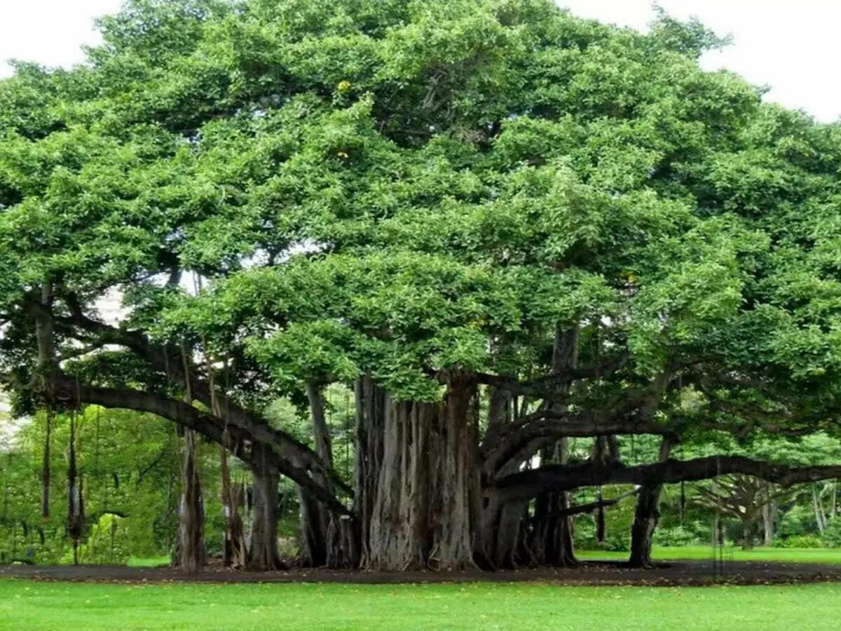 Покажи фото дерева The tree of life—world’s largest living single-tree canopy is in Andhra Pradesh 