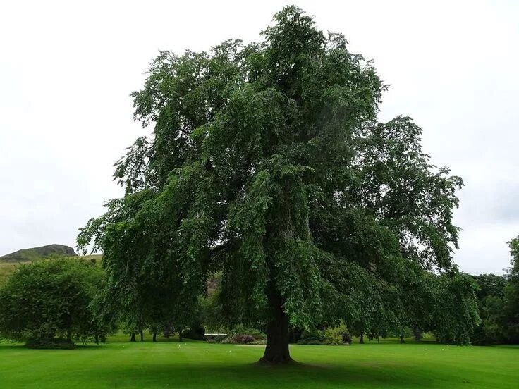 Покажи фото дерева "Extinct" Variety of Tree Rediscovered at Queen's Palace in Scotland Botanic gar