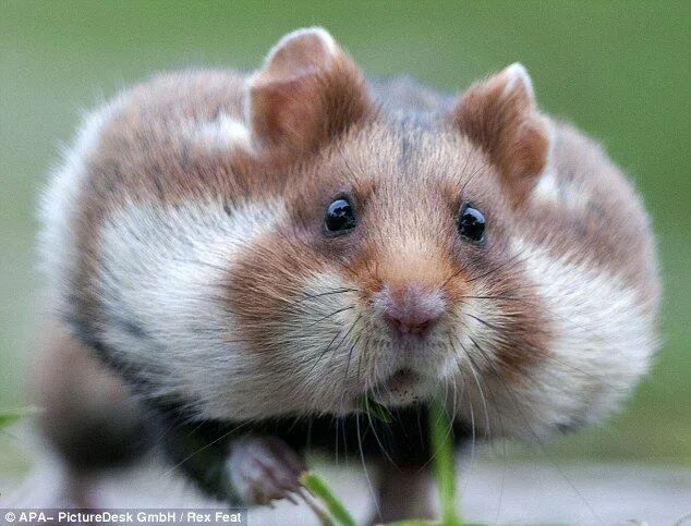 Покажи фото диких хомяков Hamster bites off more than it can chew as it scurries across cemetery with food