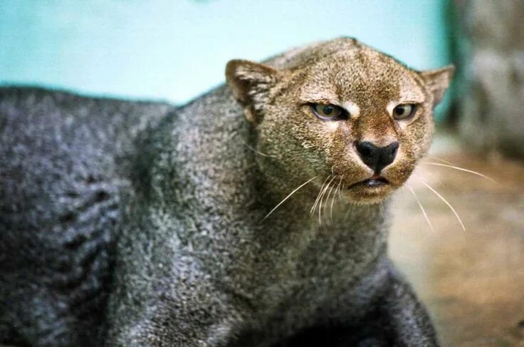 Покажи фото диких кошек Rare Wild Cats - The 10 Most Beautiful Cute Wild Cats Espécies de gatos, Gatos e