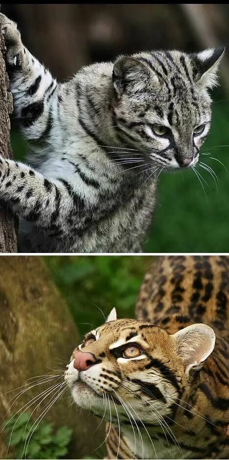 Покажи фото диких кошек Pin on wild cats