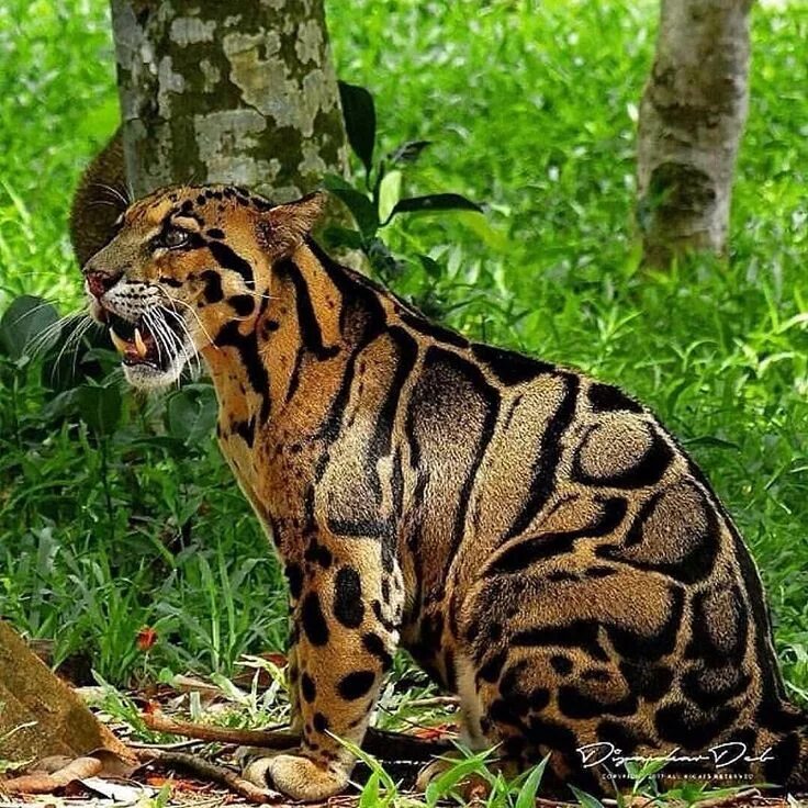 Покажи фото диких кошек Wild life on Instagram: "The clouded leopard (Neofelis nebulosa) is a wild cat o