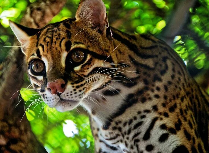 Покажи фото диких кошек Оцелот Amazon rainforest animals, Rainforest animals, Ocelot