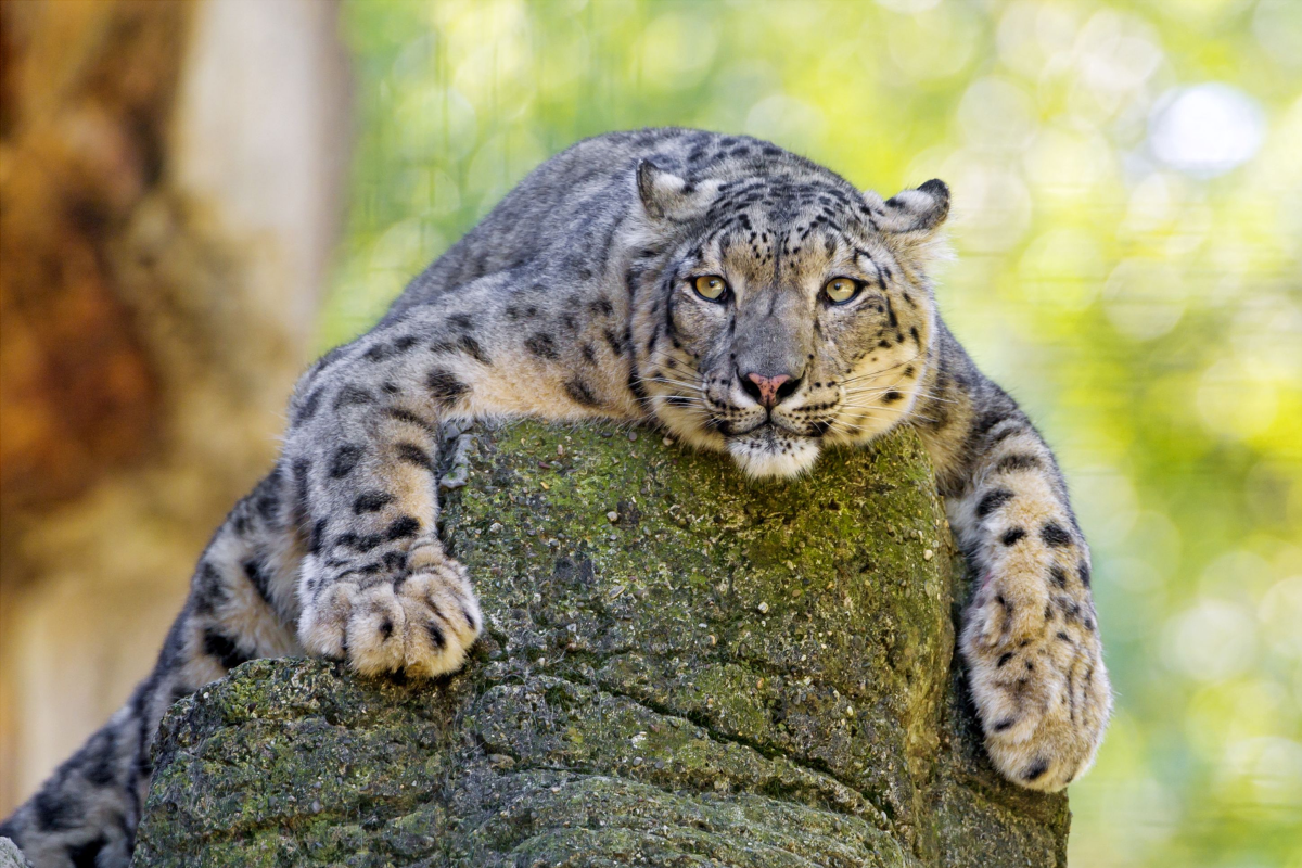 Adorable! Clouded leopard, Wild cat species, Wild cats