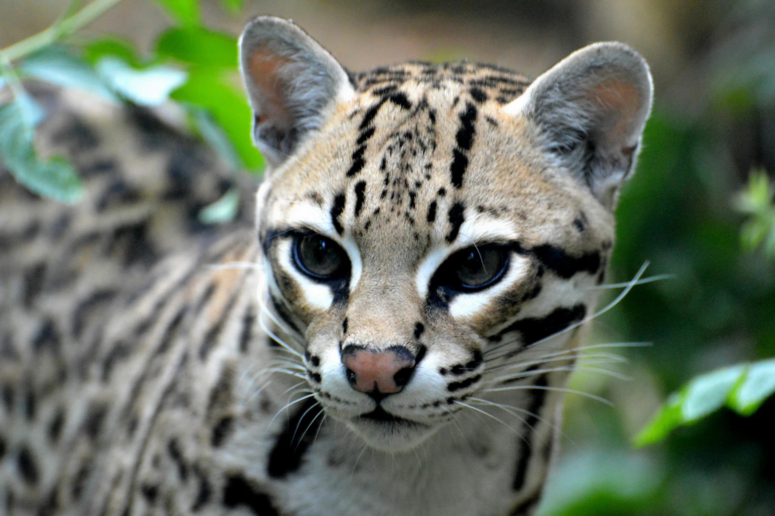 Покажи фото диких кошек Chat Sauvage (Felis silvestris) Animales adorables, Animales extraordinarios, An