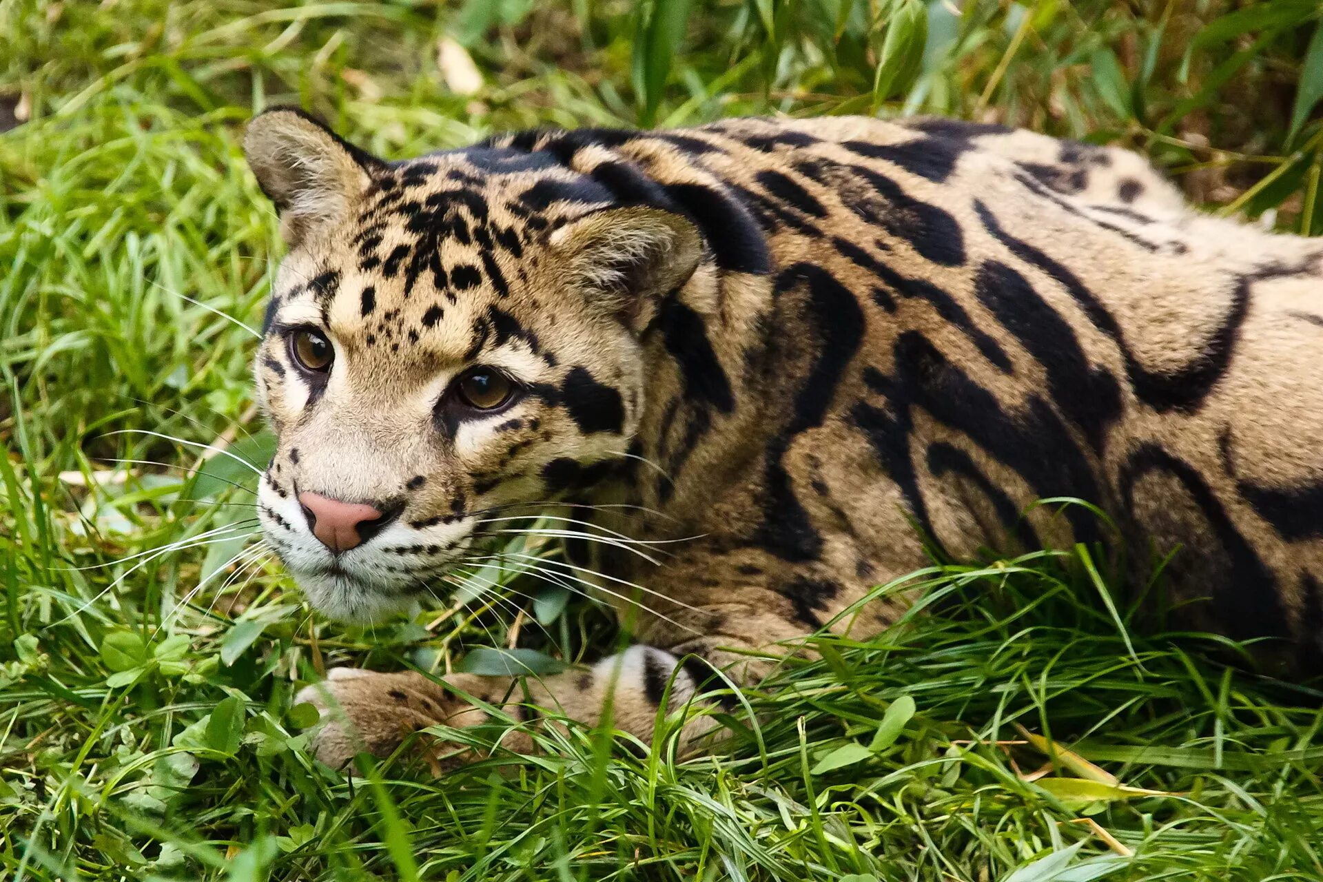 Покажи фото диких кошек Download wallpaper grass, look, face, stay, clouded leopard, section cats in res