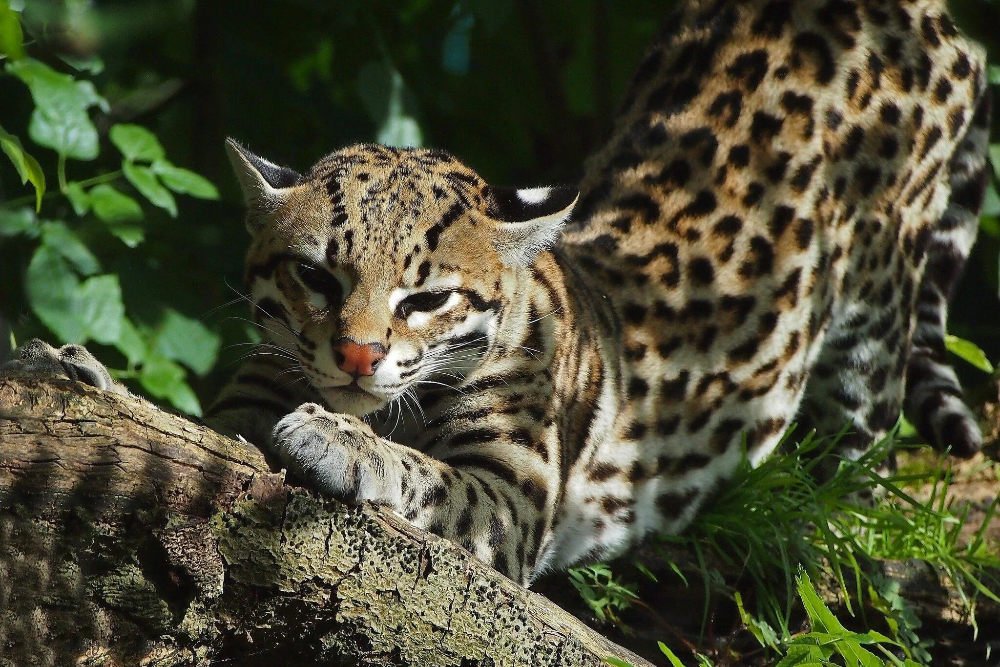 Покажи фото диких кошек Ocelot Дикие животные, Оцелот, Дымчатый леопард