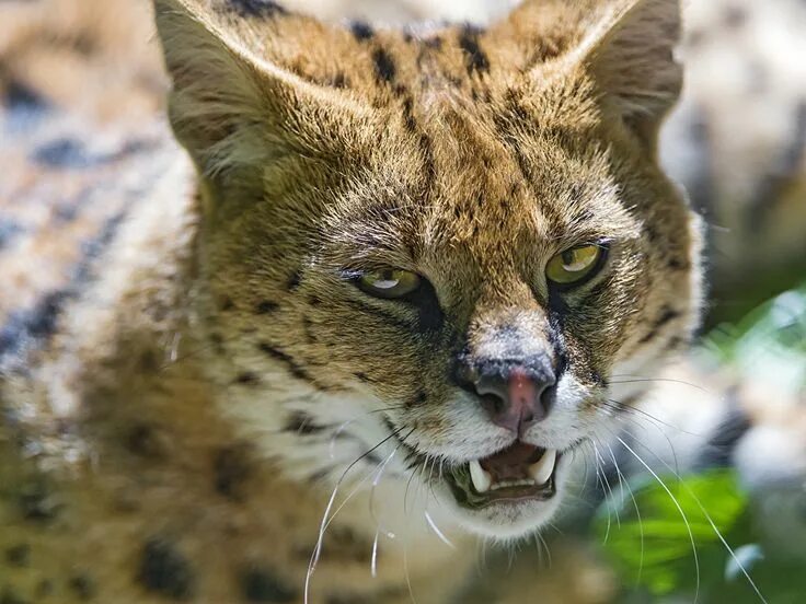 Покажи фото диких кошек Images Serval Big cats Animals Staring © Tambako The Jaguar tierboskat Glance Se