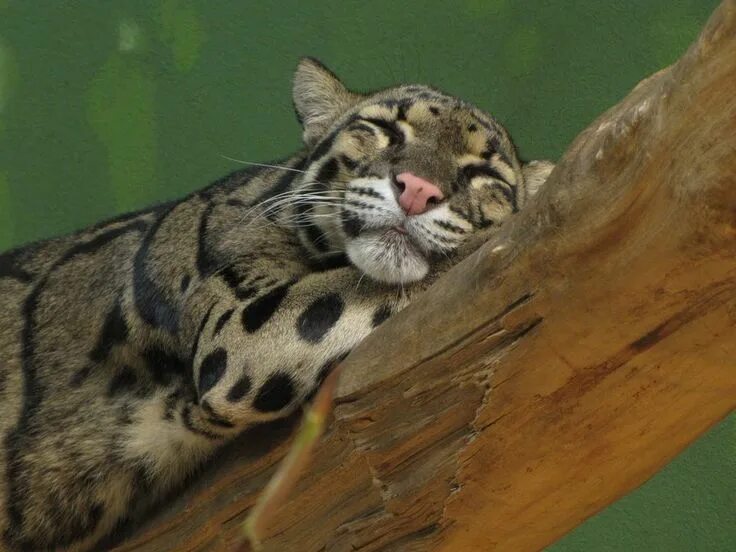 Покажи фото диких кошек Adorable! Clouded leopard, Wild cat species, Wild cats