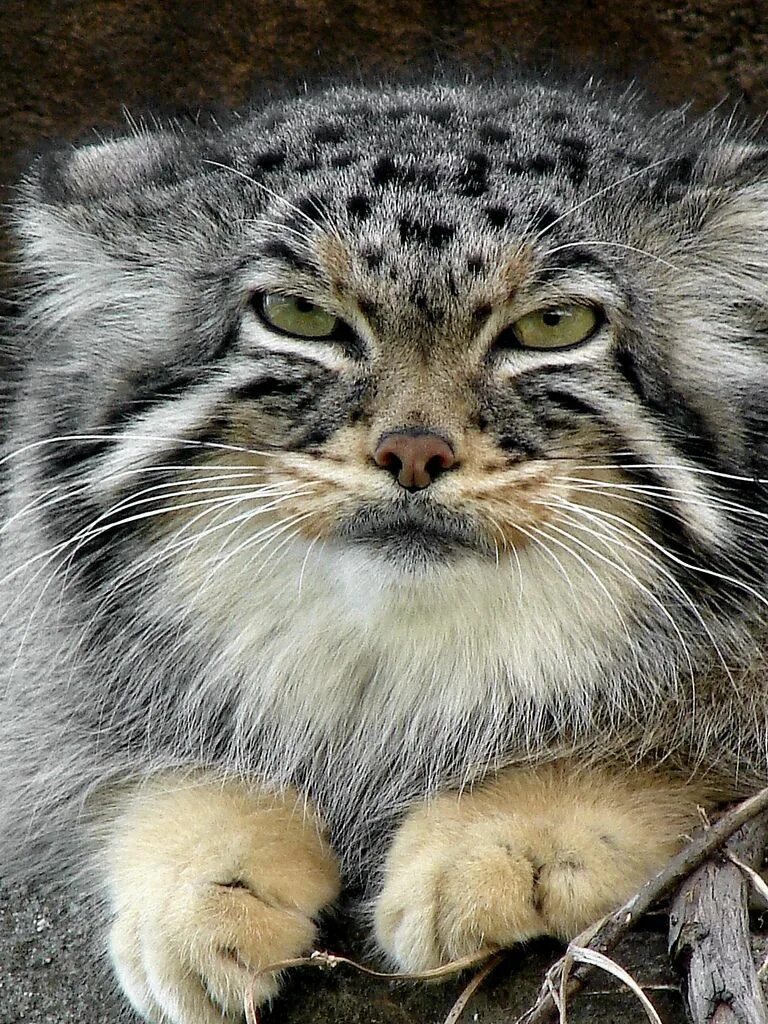 Покажи фото диких котов HighlandValley Wild cat species, Wild cats, Cats