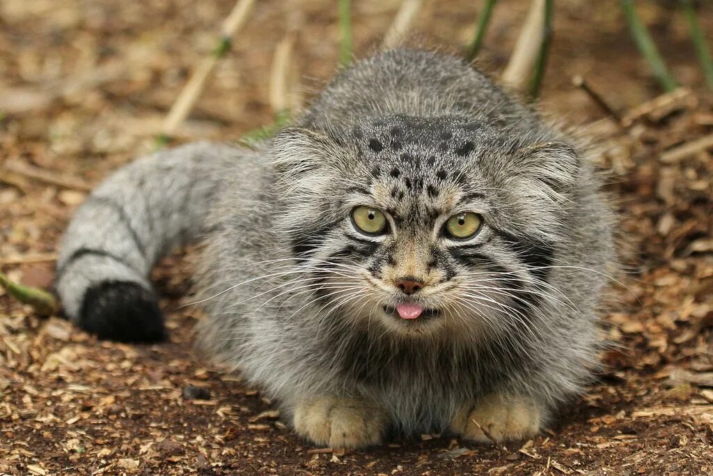 Покажи фото диких котов Chez Ginette Pallas's cat, Small wild cats, Manul cat