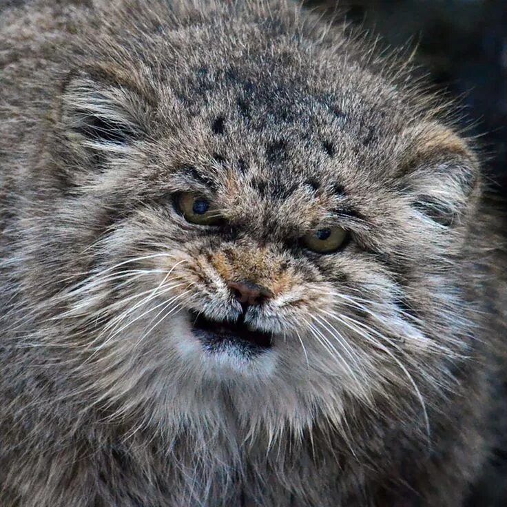 Покажи фото диких котов Pallas Cat - A Unique and Rare Wild Cat Species