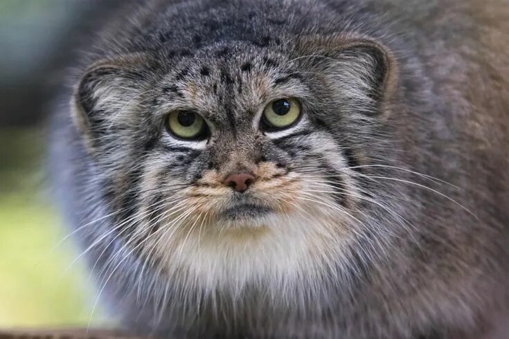 Покажи фото диких котов I Just Discovered Manul Cats And Now My Heart's Beating Really Fast And My Palms