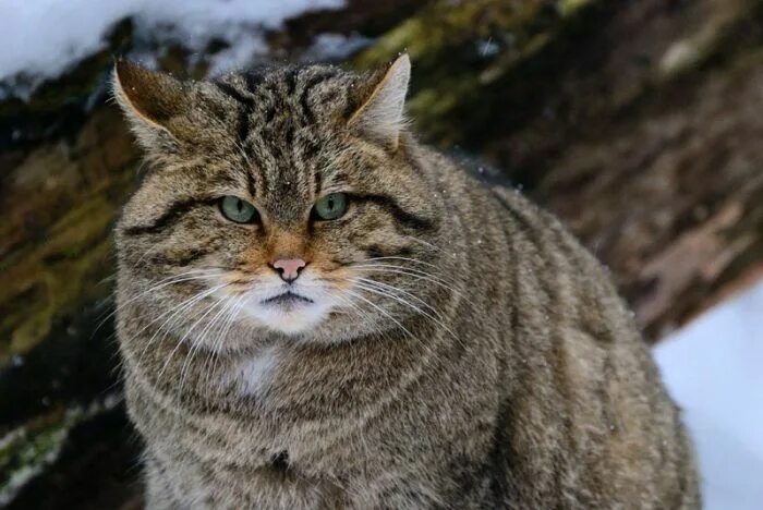 Покажи фото диких котов Кавказский лесной кот Wild cats, Small wild cats, Cats