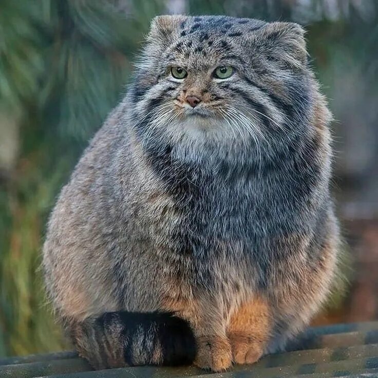 Покажи фото диких котов a Mongolian manul #Music #IndieArtist #Chicago Exotic cat breeds, Dangerous cat,