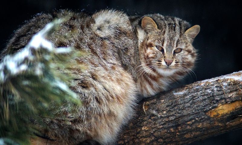 Покажи фото диких котов Aleksey Rodak - professional photographer