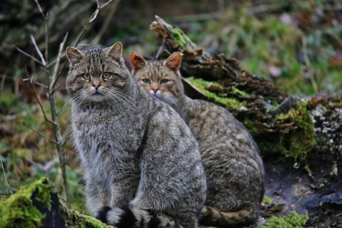 Покажи фото диких котов Кавказский Лесной кот - 60 фото Wild cats, Animals, Cats