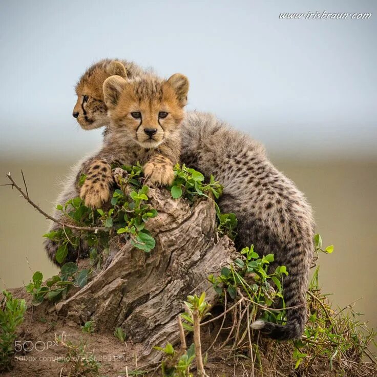 Покажи фото диких животных rokuthecat Animals beautiful, Wild cats, Cute baby animals