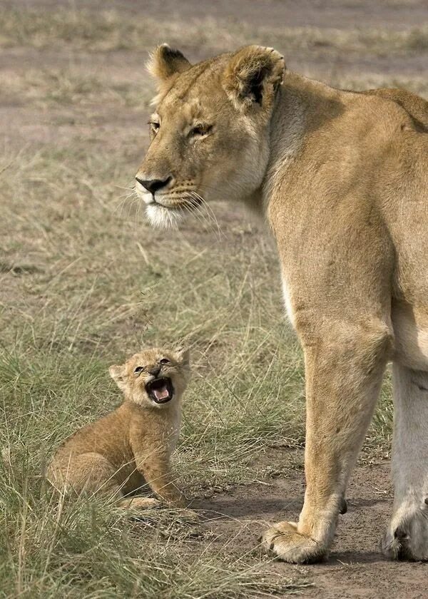 Покажи фото диких животных Mami... by Wild Dogger Animals wild, Baby animals, Big cats