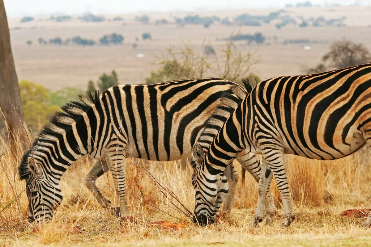 Покажи фото диких животных африки Free Images : nature, grass, game, animal, wildlife, africa, fauna, savanna, zeb